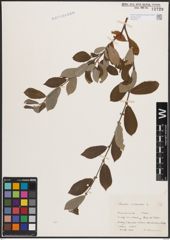 Foto von Salix cinerea L.